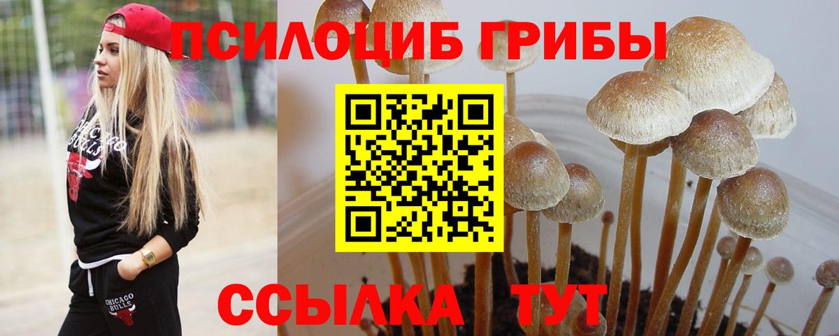 Юрга  Псилоцибиновые грибы Psilocybine cubensis  Вход с VPN 